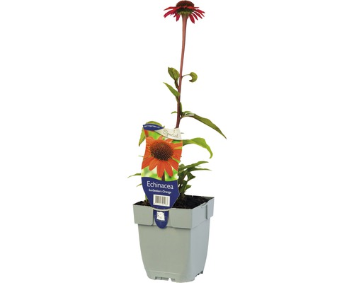 Échinacée orange Echinacea purpurea 'Sun Seekers Bright Orange'® h 5-50 cm Co 0,5 l