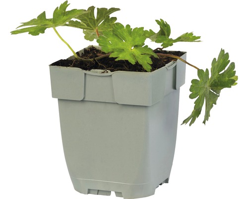 Plante de géranium dans un pot