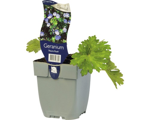 Storchschnabel FloraSelf Geranium wallichianum 'Azure Rush' ® H 5-15 cm Co 0,5 L Geranium Azure Rush Pflanze im Topf