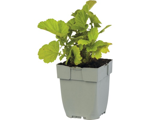 Johannisbeerenpflanze im Topf