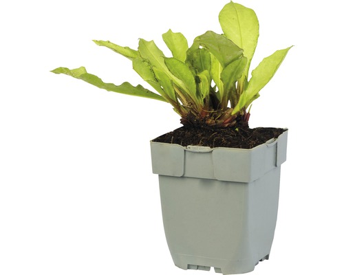 Echinodorus bleheri en pot