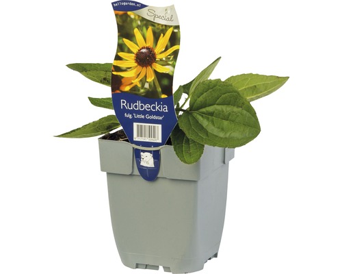 Rudbeckie lumineuse FloraSelf Rudbeckia fulgida 'Little Gold Star'® h 5-50 cm Co 0,5 l