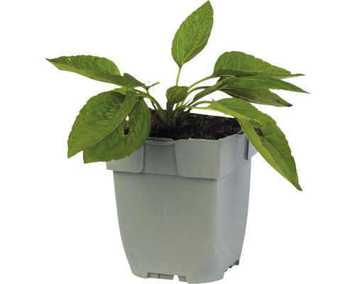 Jeune plante en pot