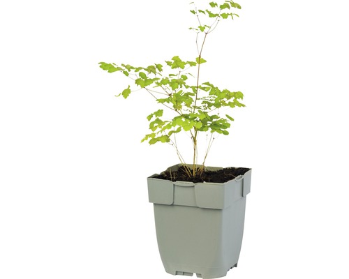 Bois de fer dans un pot