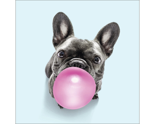 Tableau en verre Dog chewing gum II 20x20 cm