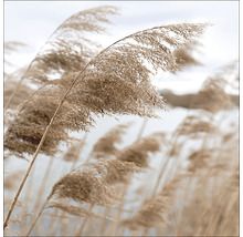 Schilfpflanzen im Wind