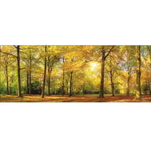 Scène de forêt automnale avec des arbres à feuilles caduques et la lumière du soleil