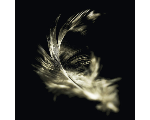 Plume d''oiseau sur fond noir