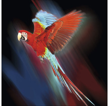 Glasbild Red Parrot 20x20 cm