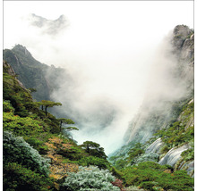 Paysage de montagne avec arbres et brouillard