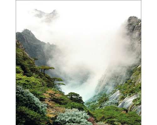 Paysage de montagne avec arbres et brouillard