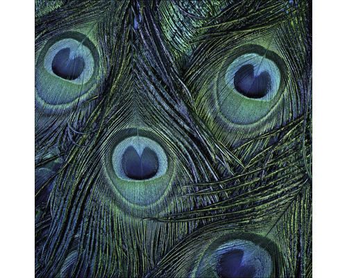 Glasbild Peacock eyes 20x20 cm
