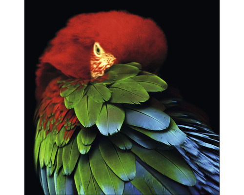 Tableau en verre Parrot in the jungle 20x20 cm