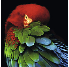 Glasbild Parrot in the jungle 80x80 cm