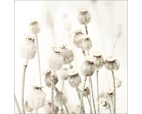 Glasbild Dried poppies 30x30 cm