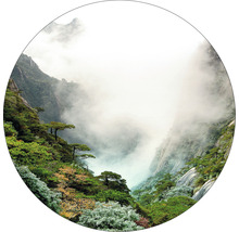 Montagnes avec végétation et brouillard