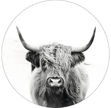 Glasbild rund Highland Cattle III Ø 20 cm