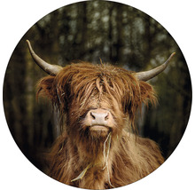 Glasbild rund Highland Cattle VI Ø 50 cm