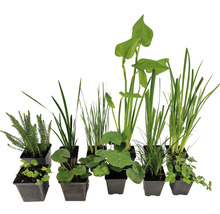 Diverses plantes de bassin en pots