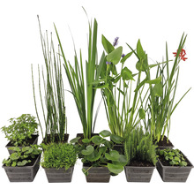 Plantes de bassin en pots