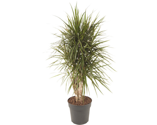 Drachenbaum FloraSelf Dracaena marginata H 100-120 cm Ø 27 cm Topf verzweigt Drachenbaum im Topf
