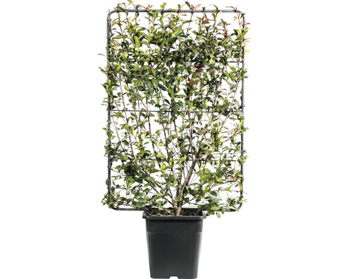 Photinie 'Robusta Compacta' espalier FloraSelf Photinia fraseri 'Robusta Compacta' h 120xl80cm Co 30 l