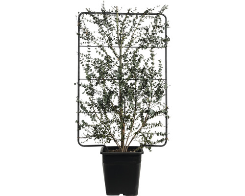 Gommier cidre en espalier FloraSelf Eucalyptus gunnii 'Azura' H110 x l50 cm Co 18 l