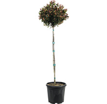 Glanzmispel 'Chico' FloraSelf Kugel Halbstamm 80 cm Co 15 L