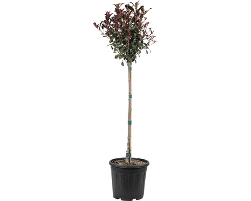 Photinie 'Robusta Compacta' FloraSelf Photinia fraseri 'Robusta Compacta' hauteur de tige 80 cm Co 15 l Photinie 'Robusta Compacta' FloraSelf Photinia fraseri 'Robusta Compacta' hauteur de tige 80 cm Co 15 l