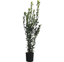 Laurier, laurier sauce FloraSelf Laurus nobilis H 125-150 cm pot 10 l