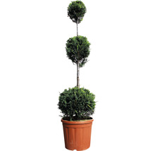 Leyland-Zypresse 3 Kugel FloraSelf Cupressocyparis leylandii H 110-130 cm Co 18 L