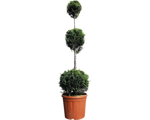 Cyprès de Leyland 3 boules FloraSelf Cupressocyparis leylandii H 110-130 cm pot Co 18 l