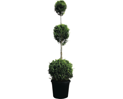 Cyprès de Leyland 3 boules FloraSelf Cupressocyparis leylandii H 110-130 cm pot Co 18 l CWG Cyprès de Leyland 3 boules FloraSelf Cupressocyparis leylandii H 110-130 cm pot Co 18 l CWG
