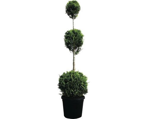 Cyprès de Leyland 3 boules FloraSelf Cupressocyparis leylandii H 110-130 cm pot Co 18 l CWG