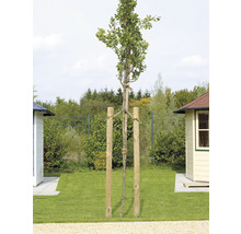 Baum mit Stützpfosten im Garten