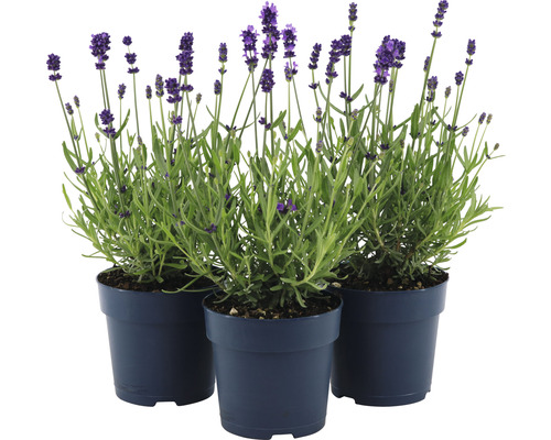 Trois plants de lavande en pots