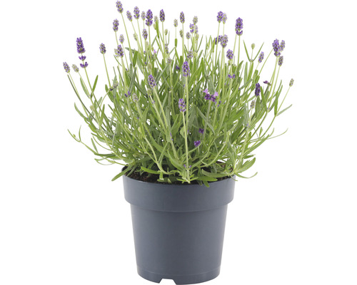 Lavande en pot