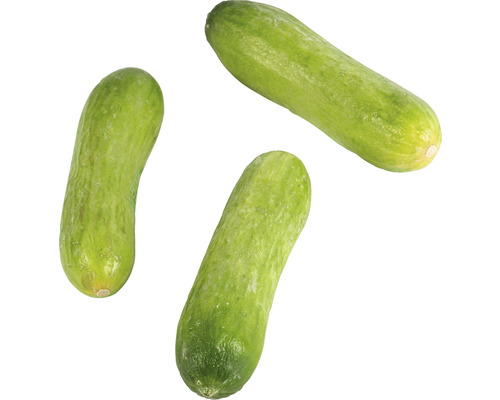 Drei grüne Salatgurken