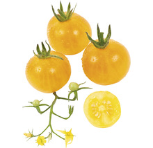 Gelbe Tomaten mit Stiel, Blüte und angeschnittener Tomate