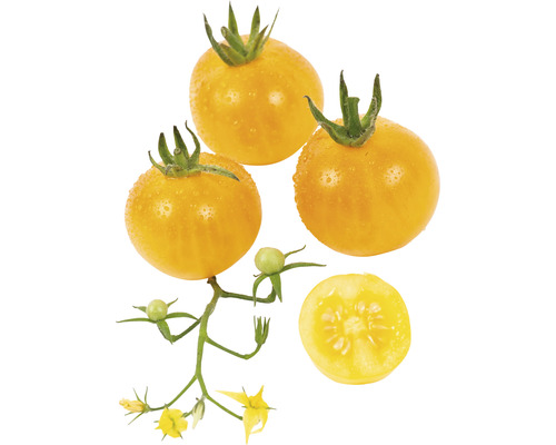 Gelbe Tomaten mit Stiel, Blüte und angeschnittener Tomate