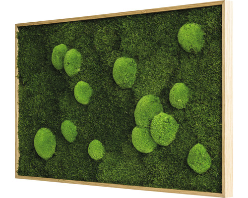 Moosbild mit Rahmen und verschiedenen Mooskugeln