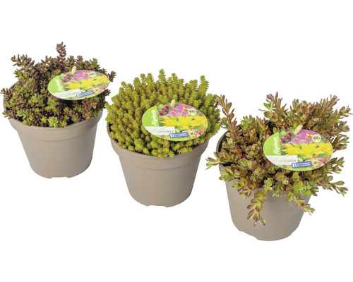 Steingartenstauden FloraSelf H 2-5 cm Co 1 L cm Topf zufällige Sortenauswahl