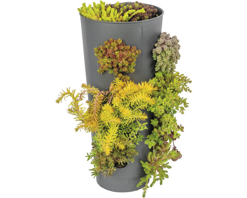 Vertikalen Dëppe mat Sukkulenten bepflanzt