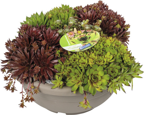 Dachwurz Sortiment in einer Schale