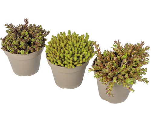 Trois plantes de Sédum en pots