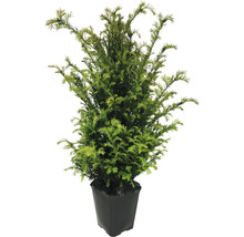Eibe im Topf