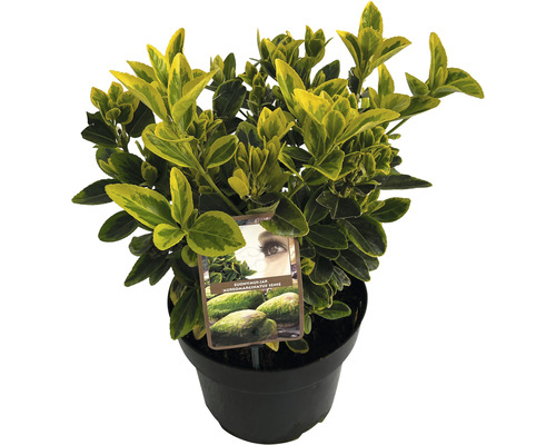 Fusain jaune multicolore FloraSelf Euonymus japonicus 'Aureomarginatus' H 25-30 cm pot 5 l touffu