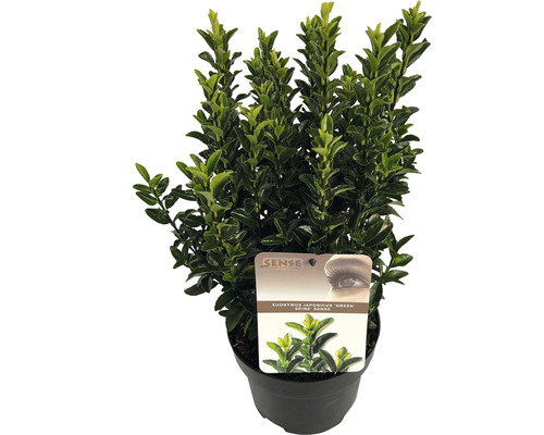 Fusain du Japon 'Green Spire' FloraSelf Euonymus japonicus 'Green Spire' h 20-30 cm Co 2 l