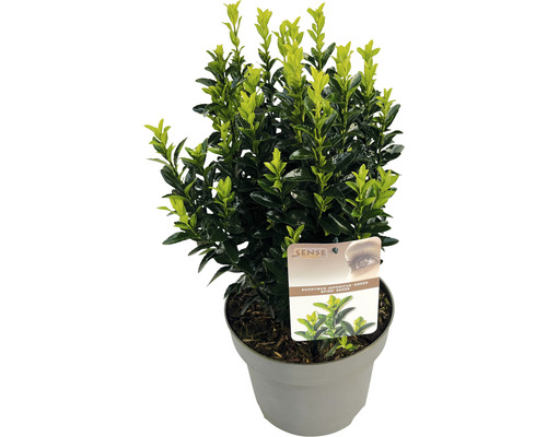 Japanischer Spindelstrauch 'Green Spire' FloraSelf Euonymus japonicus'Green Spire' H 30-40 cm Co 5 L buschig