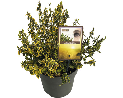 Fusain de Fortune jaune or FloraSelf Euonymus fortunei 'Emerald 'n' Gold' H 30-40 cm pot 5 l touffu